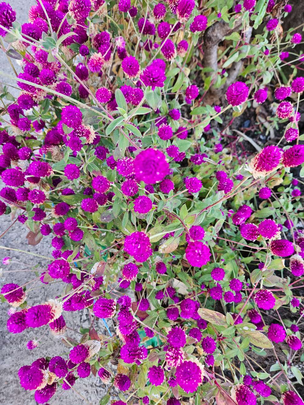 금성출판사 푸르넷공부방 썸네일