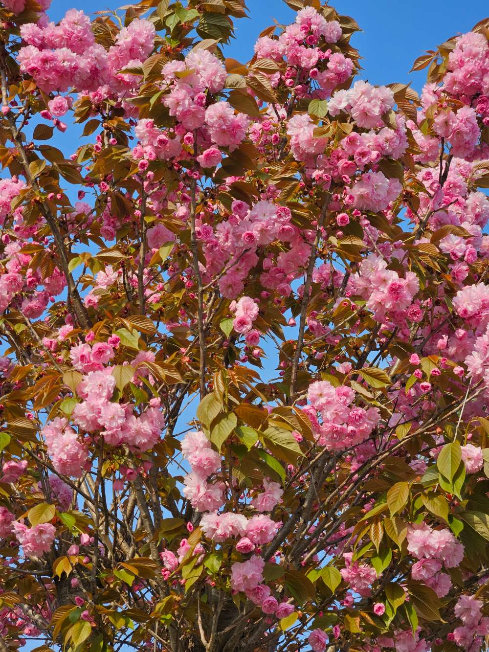 금성출판사 푸르넷공부방 사진_2