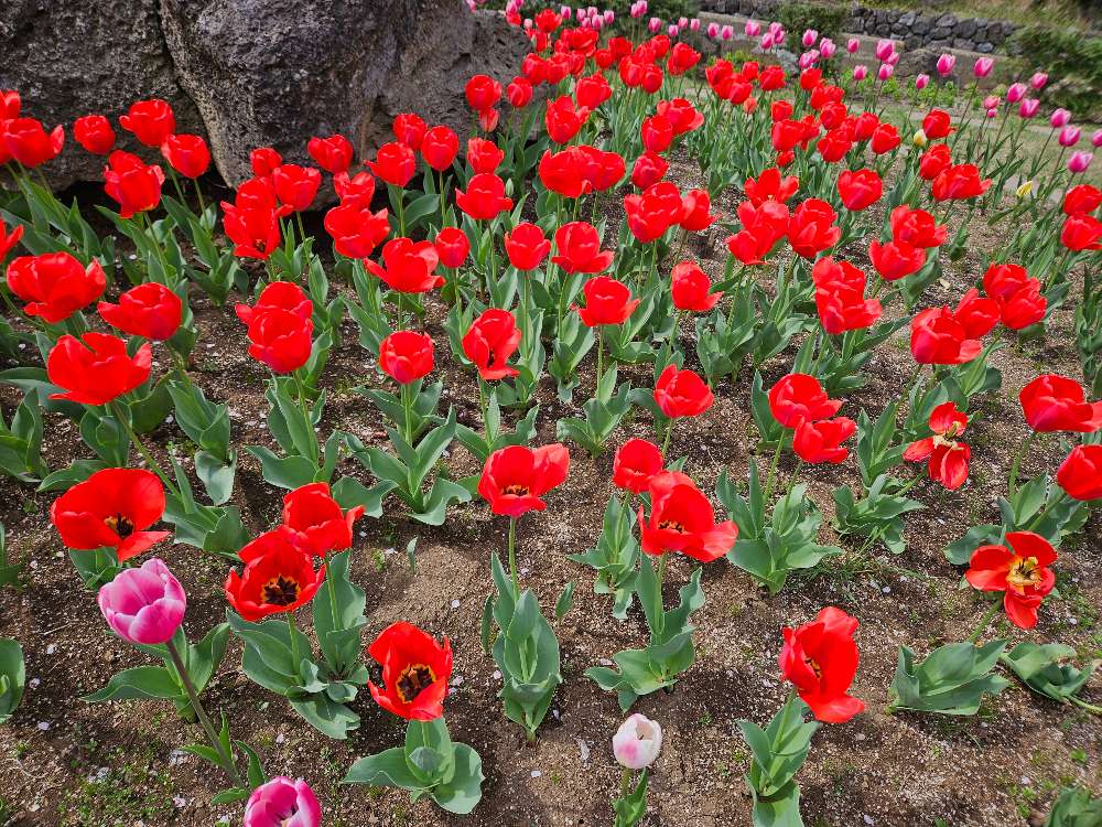 금성출판사 푸르넷공부방 썸네일