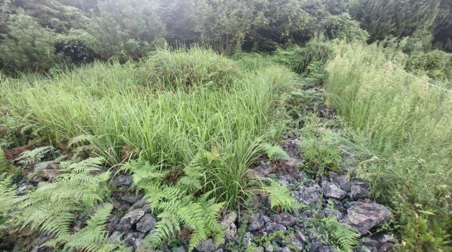 제주도깨비 예초 벌초 대행 사진_1