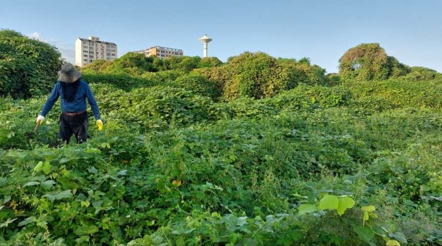 제주도깨비 예초 벌초 대행 사진_7