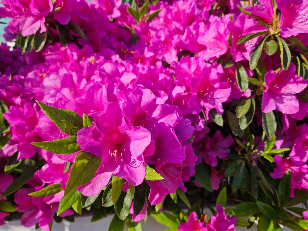 금성출판사 푸르넷공부방 썸네일