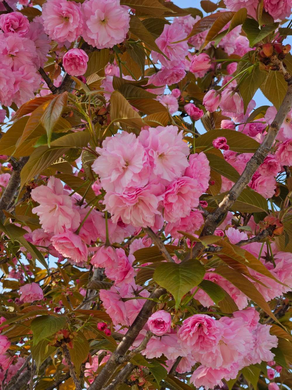 금성출판사 푸르넷공부방 사진_2